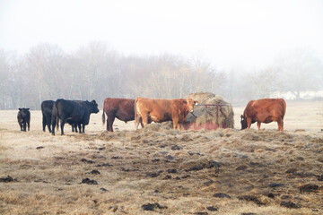 Cattle feeding at the hay ring in winter pasture, brown grass