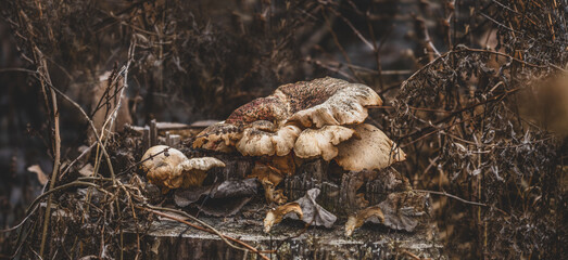 forest mushrooms grow on a decomposing tree trunk on a fall day in the forest