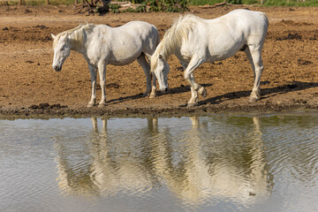 Obraz na płótnie Canvas Camargue Horses