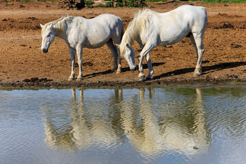 Camargue Horses