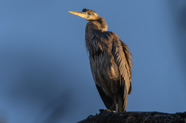 Great Blue Heron Sitting High in Tree in Morning Light, Fishers, Indiana, Winter. 