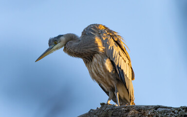 Great Blue Heron Sitting High in Tree in Morning Light, Fishers, Indiana, Winter. 