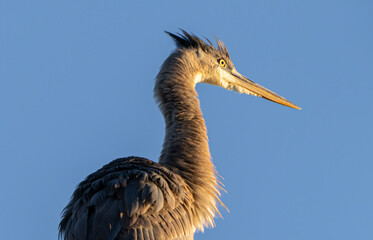 Great Blue Heron Sitting High in Tree in Morning Light, Fishers, Indiana, Winter. 