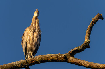 Great Blue Heron Sitting High in Tree in Morning Light, Fishers, Indiana, Winter. 