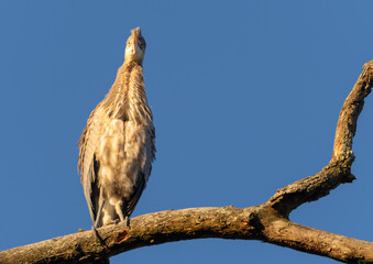 Great Blue Heron Sitting High in Tree in Morning Light, Fishers, Indiana, Winter. 