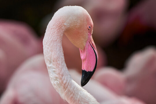 Flamingo rear 3/4 angle closeup.