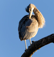 Great Blue Heron Sitting High in Tree in Morning Light, Fishers, Indiana, Winter. 