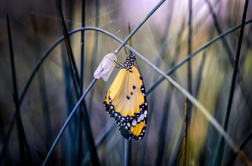 Amazing moment ,Monarch Butterfly , caterpillar, pupa and emerging with clipping path.