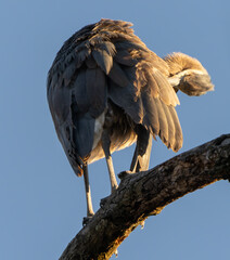 Great Blue Heron Sitting High in Tree in Morning Light, Fishers, Indiana, Winter. 