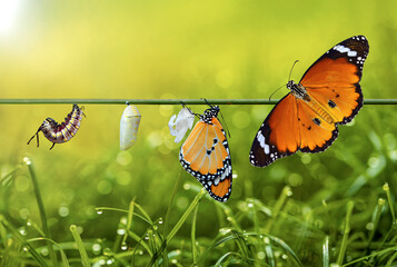 Amazing moment ,Large tropical butterfly hatch from the pupa and emerging with clipping path. ...