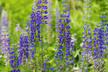 Blooming lupine flower. Lupine, a field of lupine with pink purple and blue flowers. Bouquet of lupines summer floral background. Lupine field. Purple spring and summer flower