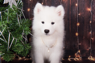 Samoyed puppy with Christmas tree. Christmas greeting card with Samoyed dog. Happy New Year