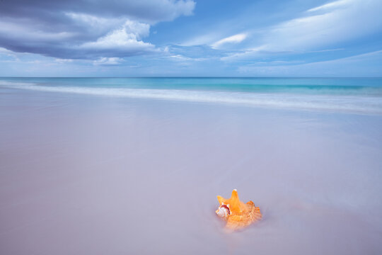 Orange conch seashell on pink sandy beach in the Bahamas