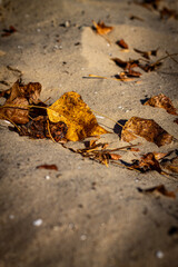 Vertical color photography focus on dry leaves on sandy river bank with blurred background on sunny autumn day