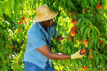 African-american man in hat harvesting ripe peaches from trees in garden.