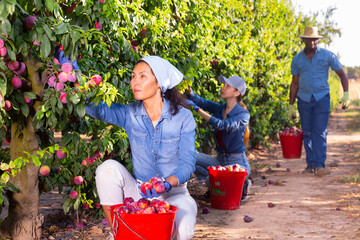 Three hardworking farmers working in the fruit nursery during the harvest season, collect ripe plums