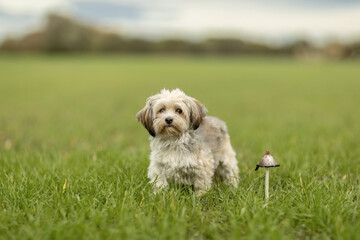 A cute white maltese crossbreed dog in autumn outdoors