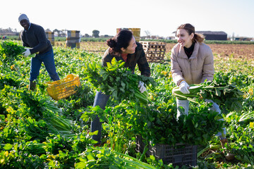 Group of positive multiethnic people harvesting ripe celery on vegetable field.