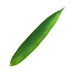 green leaf isolated on white.green bamboo leaves texture isolate