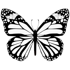 white butterfly illustration