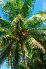Palm tree with green branches and coconuts in Hawaii