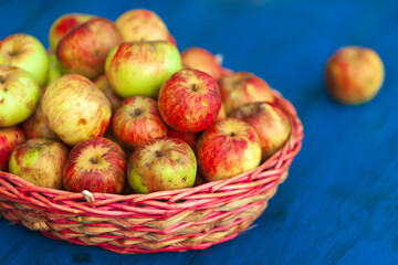 Basket Full of Organic Fresh Apples on Blue Wood Table Background
