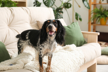 Cute cocker spaniel dog sitting on sofa in living room