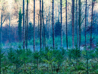 Fototapeta premium Wiederaufforstung im Mischwald zur Winterzeit 