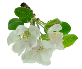 apple blossom, apple tree branch on on transparent, png.apple tree blossoms with green leaves ,...