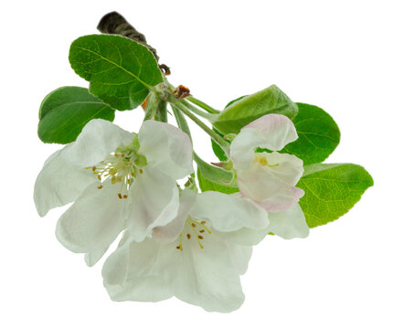 apple blossom, apple tree branch on on transparent, png.apple tree blossoms with green leaves , spring