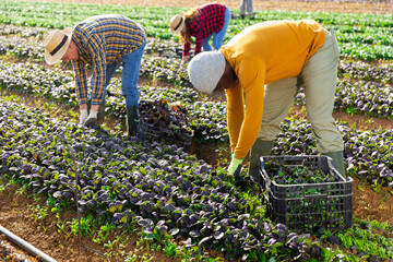 Team of gardeners picking komatsuna at leafy vegetables farm, seasonal horticulture