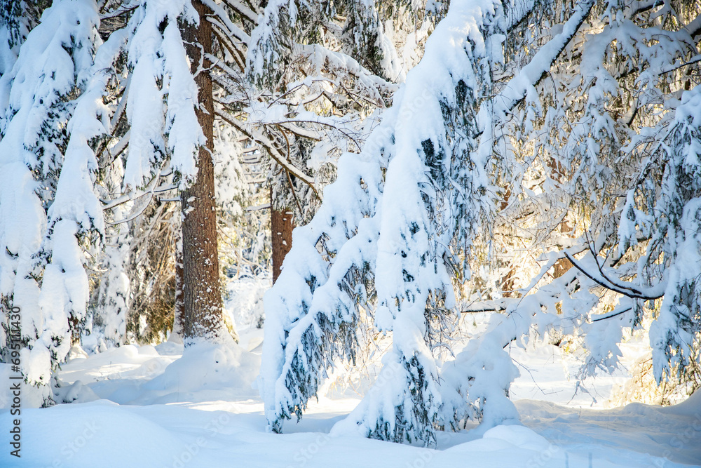 Wall mural winter mountain landscape in the Alps with snow covered fir trees