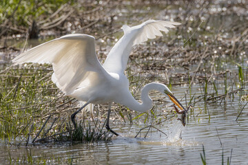 White Great Egret catching a frog in a big water splash © Jean Landry