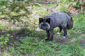 Closeup of silver fox looking at viewer in forest