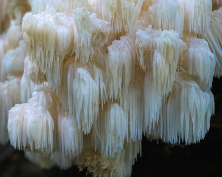 Closeup view of white tooth fungus mushroom hericium americanum