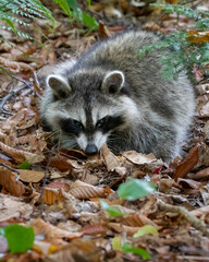 Raccoon in the forest looking for food in autumn leaves