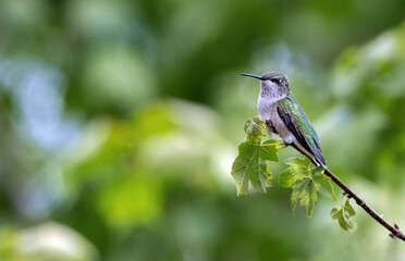 A juvenile male Ruby-throated Hummingbird displays what will become his stunning gorget.