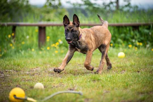 belgian malinois puppy