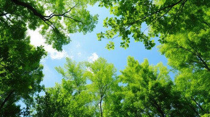 Fototapeta na wymiar Spring background. Blue sky and green trees seen form below