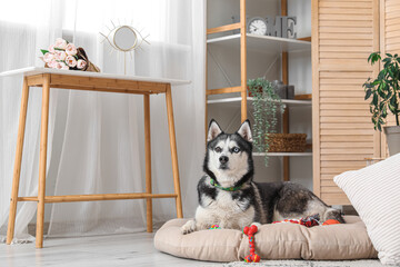 Adorable Husky dog on pet bed at home