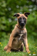 belgian malinois puppy