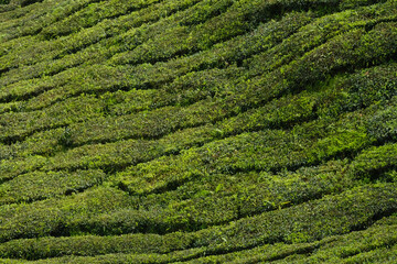 Selective focus picture of line at tea plant at tea plantation during day time.