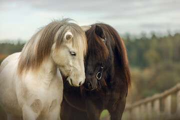 A black and a white icelandic horse gelding standing beneath each other on a path in front of a...