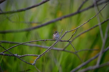 Ruby Throated Hummingbird at Arcadia Marsh, in Arcadia, Michigan.