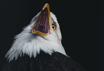 close up portrait of a eagle screaming - Powered by Adobe
