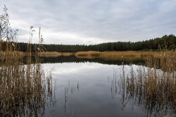 Forest lake on a cloudy morning in late autumn. On the shore of the reservoir, a tall pines, and on...