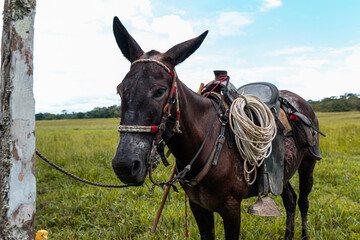 portrait of a working donkey in the field