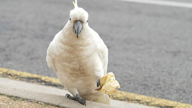 Cockatoo Eating Food by the Side of the Road
