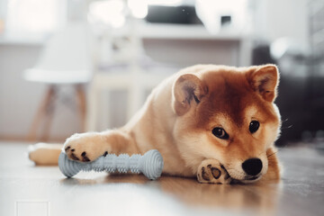 A red Shiba Inu dog lies on a light floor in a modern room.