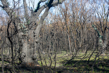 Regeneration of heathy woodland in the Bunyip state park after a bushfire.